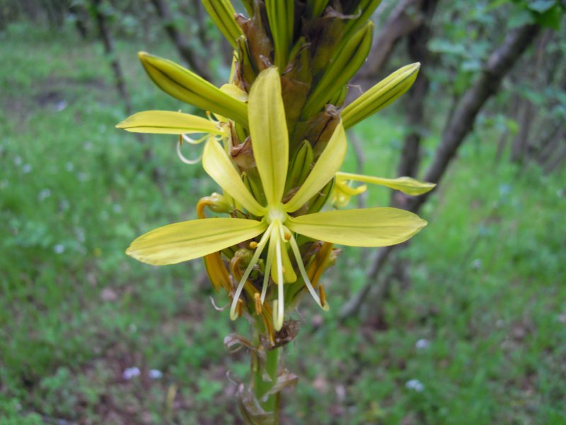 Asphodeline lutea